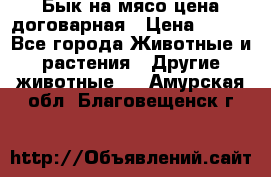 Бык на мясо цена договарная › Цена ­ 300 - Все города Животные и растения » Другие животные   . Амурская обл.,Благовещенск г.